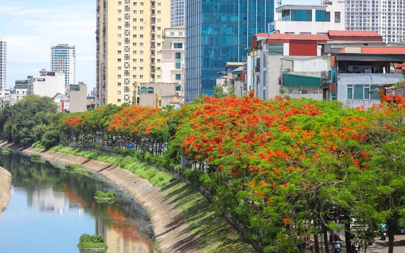 Red blossoms light up Hanoi's river- Ảnh 2.
