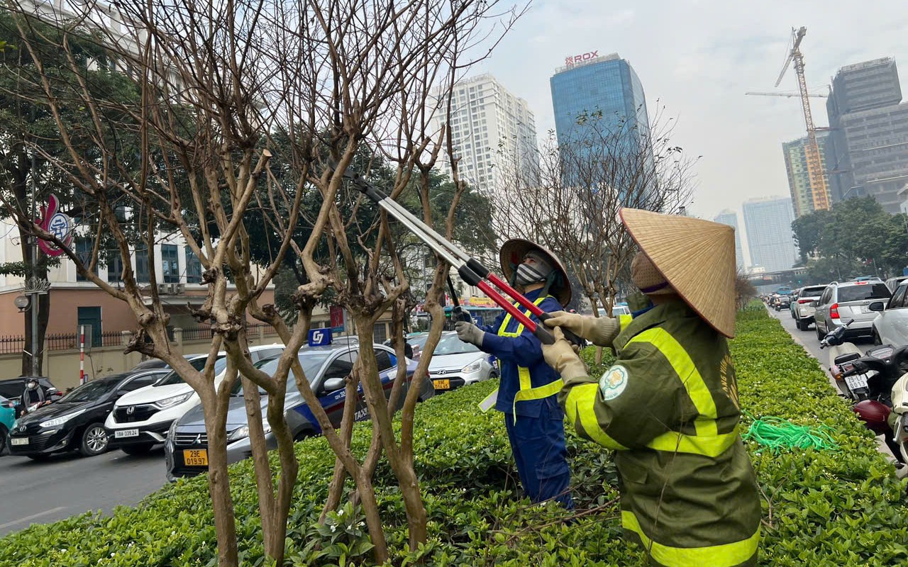 Công nhân cắt tỉa, chăm sóc cây tường vi trên đường Nguyễn Chí Thanh ngày 15/1/2025