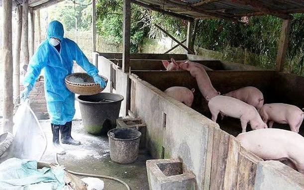 Ngành Nông nghiệp Hà Nội triển khai thực hiện các biện pháp phòng, chống bệnh Dịch tả lợn châu Phi