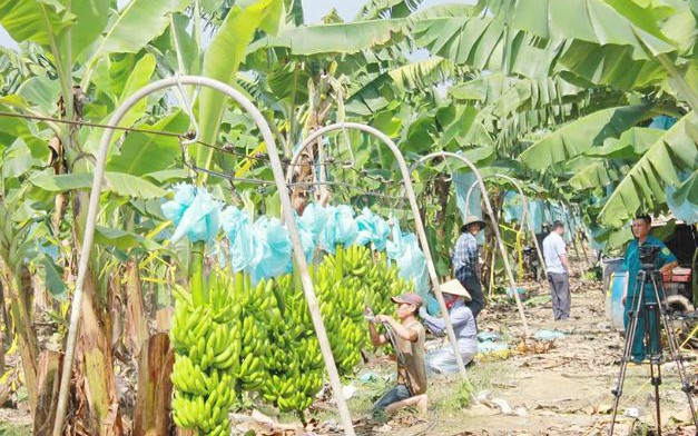 Hanoi issues plan to manage planting area codes to boost sustainable agriculture and exports- Ảnh 1.