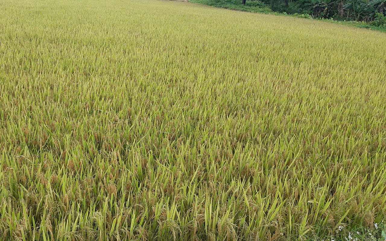 Phê duyệt giá thóc vụ chiêm năm 2025