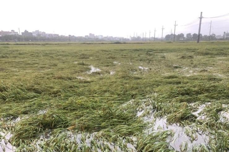 Xã Thanh Oai: Các trạm bơm hoạt động hết công suất để tiêu úng- Ảnh 5.