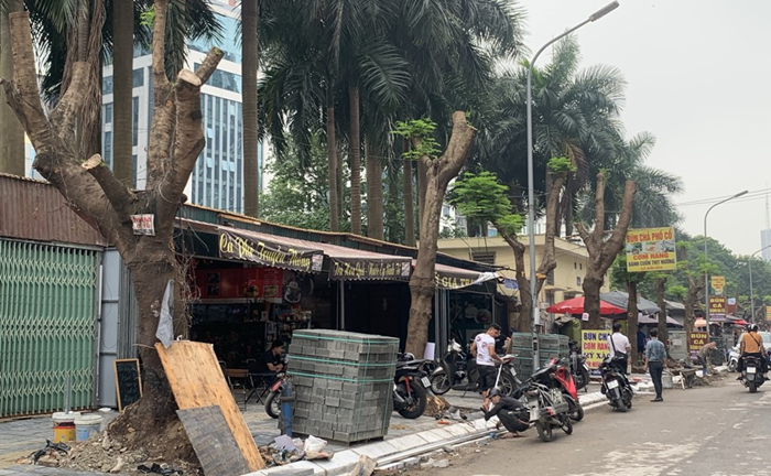 Quận Cầu Giấy thông tin về việc cây xanh bị cắt trụi cành