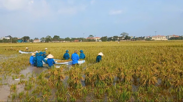 Huyện Phú Xuyên huy động các lực lượng tham gia giúp dân gặt lúa sau bão số 3