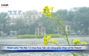 Khám phá “Hà Nội 12 mùa hoa: Sắc cải vàng giữa nhịp số Hà Thành”