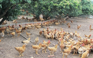 Chủ động phòng, chống dịch bệnh cho đàn vật nuôi sau mưa, lũ