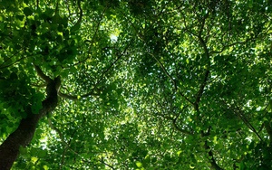 Tổ chức Tết trồng cây Xuân Bính Ngọ, tăng cường công tác quản lý, bảo vệ và phát triển rừng