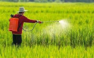 Phê duyệt phương án tái cấu trúc thủ tục hành chính lĩnh vực Trồng trọt, Bảo vệ thực vật và Khoa học công nghệ