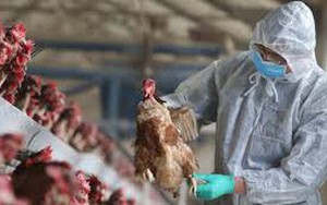 Chủ động triển khai phòng, chống dịch bệnh gia súc, gia cầm, thủy sản