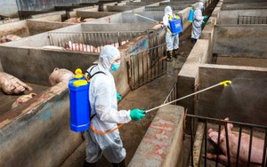 Thủ tướng yêu cầu triển khai quyết liệt các giải pháp phòng, chống dịch tả lợn Châu Phi