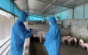 Tăng cường các giải pháp phòng, chống dịch tả lợn Châu Phi