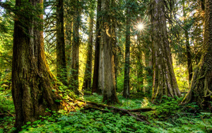 Ban hành Điều lệ tổ chức và hoạt động của Quỹ Bảo vệ và Phát triển rừng