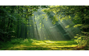 Hành động thích ứng với quy định chống mất rừng và suy thoái rừng của Liên minh Châu Âu (EUDR)