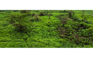 Năm 2026, dự kiến tổ chức đấu giá 306 dự án, khu đất