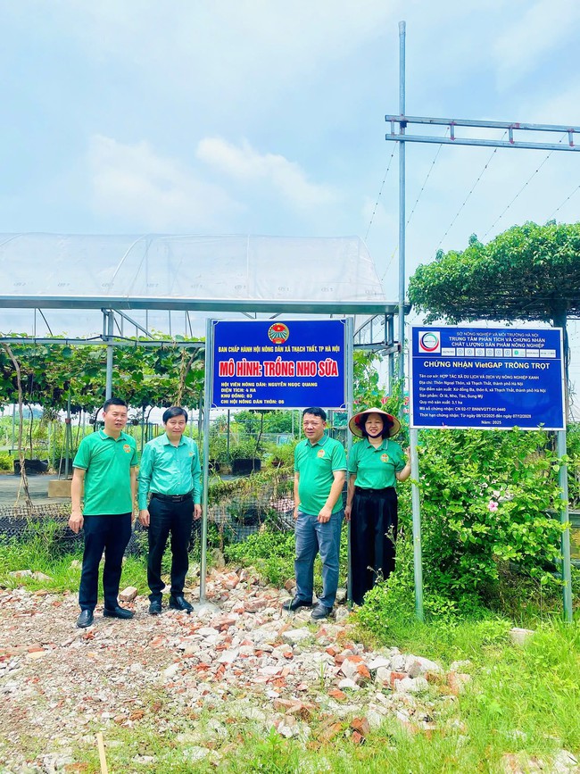 NÔNG DÂN THẠCH THẤT ĐẨY MẠNH ỨNG DỤNG KHOA HỌC CÔNG NGHỆ TRONG SẢN XUẤT, NÂNG CAO NĂNG SUẤT CÂY TRỒNG, VẬT NUÔI- Ảnh 3.
