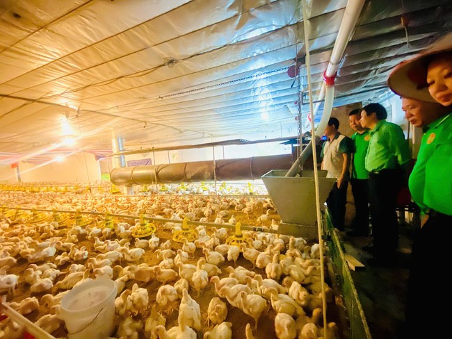 NÔNG DÂN THẠCH THẤT ĐẨY MẠNH ỨNG DỤNG KHOA HỌC CÔNG NGHỆ TRONG SẢN XUẤT, NÂNG CAO NĂNG SUẤT CÂY TRỒNG, VẬT NUÔI- Ảnh 2.