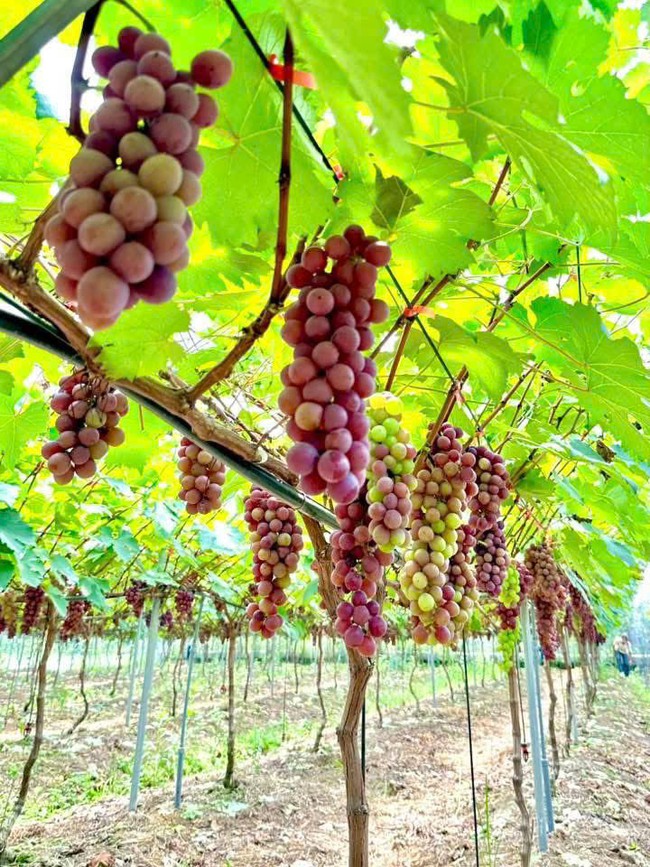 NÔNG DÂN THẠCH THẤT ĐẨY MẠNH ỨNG DỤNG KHOA HỌC CÔNG NGHỆ TRONG SẢN XUẤT, NÂNG CAO NĂNG SUẤT CÂY TRỒNG, VẬT NUÔI- Ảnh 5.