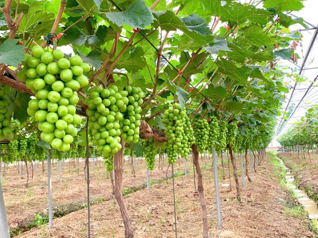 NÔNG DÂN THẠCH THẤT ĐẨY MẠNH ỨNG DỤNG KHOA HỌC CÔNG NGHỆ TRONG SẢN XUẤT, NÂNG CAO NĂNG SUẤT CÂY TRỒNG, VẬT NUÔI- Ảnh 4.