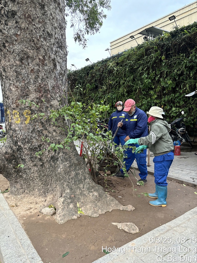 Hà Nội: Khắc phục tình trạng trồng cây xanh không đảm bảo yêu cầu- Ảnh 5.