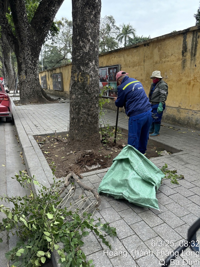 Hà Nội: Khắc phục tình trạng trồng cây xanh không đảm bảo yêu cầu- Ảnh 4.