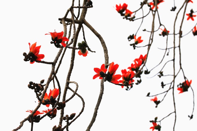 Vẻ đẹp thời gian của cây HOA GẠO trăm tuổi ở Hồ Gươm- Ảnh 4.