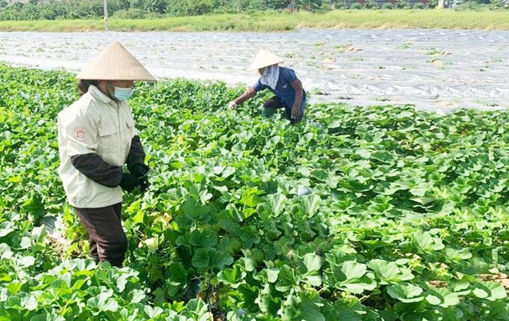 Huyện Gia Lâm: Nhiều mô hình “Dân vận khéo” trong phát triển kinh tế, xây dựng nông thôn mới- Ảnh 2.