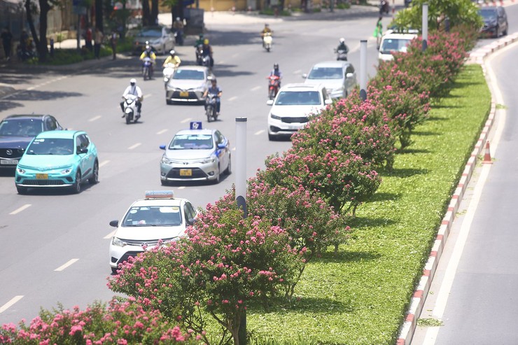 Công ty Công viên cây xanh Hà Nội giải thích việc cắt tỉa hàng cây tường vi để đón mùa hoa mới- Ảnh 2.