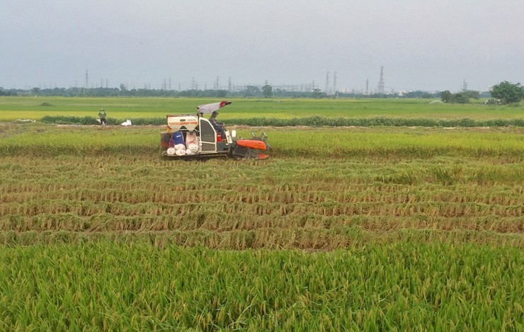 Sản xuất nông nghiệp Hà Nội ổn định, hiệu quả và thích ứng với biến đổi- Ảnh 1.
