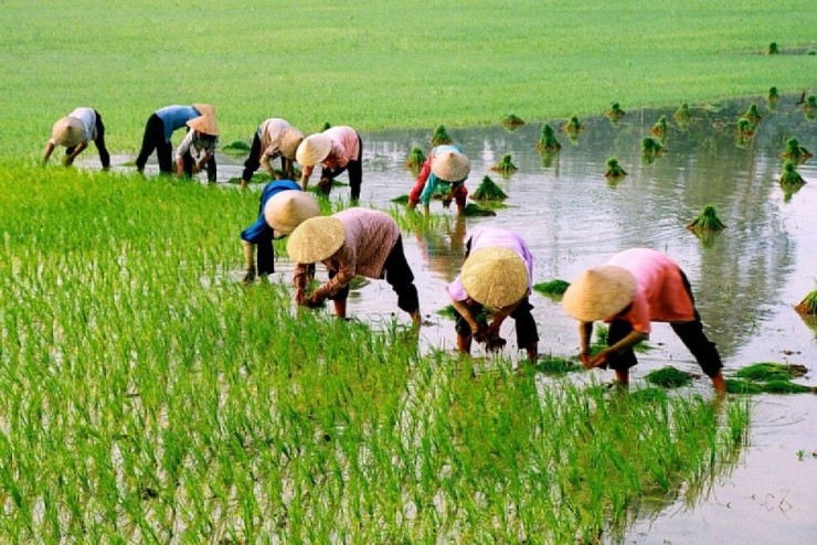 Hà Nội: Gần 80.000 ha lúa Xuân đã được gieo trồng- Ảnh 1.
