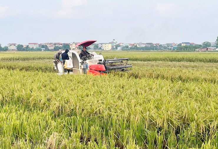 Hà Nội: Nông nghiệp phục hồi, lâm nghiệp và thủy sản giữ đà tăng trưởng, hướng đến phát triển bền vững- Ảnh 1.