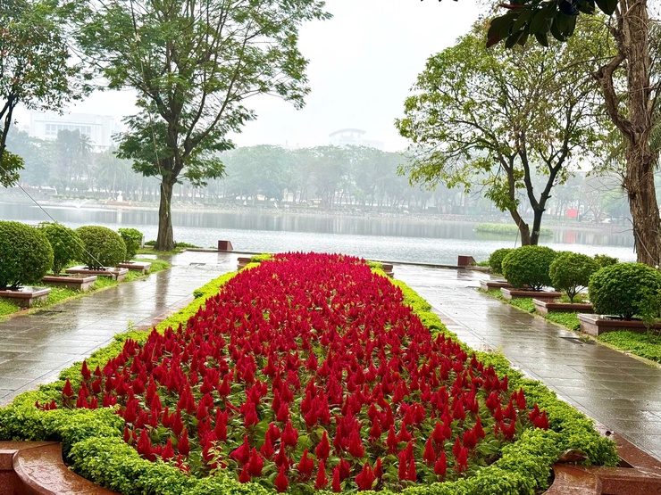 Phường Hai Bà Trưng phát động Tết trồng cây Xuân Bính Ngọ- Ảnh 3.