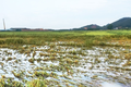 Hanoi provides support for agricultural production post natural disasters