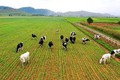 Công bố danh mục thủ tục hành chính, thủ tục hành chính bị bãi bỏ lĩnh vực Chăn nuôi và Thú y