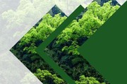 Phê duyệt quy trình nội bộ, quy trình điện tử giải quyết thủ tục hành chính lĩnh vực Lâm nghiệp và Kiểm lâm