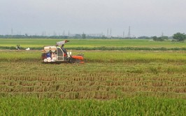 Sản xuất nông nghiệp Hà Nội ổn định, hiệu quả và thích ứng với biến đổi