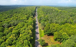 Hanoi steps up effort to protect forests