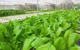 Tập trung đẩy mạnh thực hiện các nhiệm vụ, giải pháp xúc tiến thương mại trong nước và ngoài nước