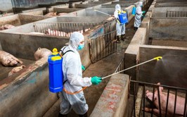 Thủ tướng yêu cầu triển khai quyết liệt các giải pháp phòng, chống dịch tả lợn Châu Phi