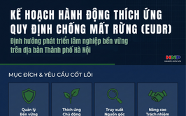 Hành động thích ứng với quy định chống mất rừng và suy thoái rừng