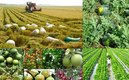 Phê duyệt, bãi bỏ quy trình nội bộ, quy trình điện tử giải quyết thủ tục hành chính lĩnh vực Trồng trọt và Bảo vệ thực vật