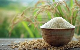 Hỗ trợ hơn 65 tấn gạo cho học sinh Trường Phổ thông Dân tộc nội trú