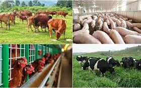 Ủy quyền cho Giám đốc Sở Nông nghiệp và Môi trường thành phố Hà Nội giải quyết thủ tục hành chính lĩnh vực Chăn nuôi, Thuỷ sản và Thú y