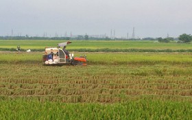 Sản xuất nông nghiệp Hà Nội ổn định, hiệu quả và thích ứng với biến đổi