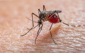 Tăng cường phòng, chống bệnh Chikungunya