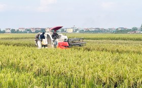 Sản xuất nông nghiệp Thủ đô đạt khá, công nghiệp tăng tốc