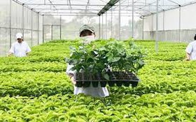 Phê duyệt quy trình nội bộ, quy trình điện tử giải quyết thủ tục hành chính lĩnh vực Trồng trọt
