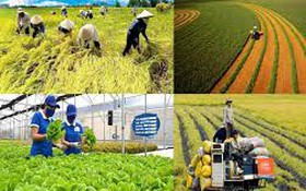 Phê duyệt quy trình nội bộ, quy trình điện tử giải quyết thủ tục hành chính lĩnh vực Kinh tế hợp tác và Phát triển nông thôn; Giảm nghèo