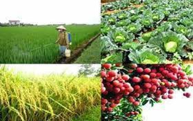 Phê duyệt Quy trình nội bộ, Quy trình điện tử giải quyết thủ tục hành chính lĩnh vực Trồng trọt và Bảo vệ thực vật