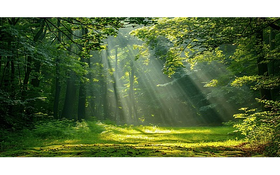 Hành động thích ứng với quy định chống mất rừng và suy thoái rừng của Liên minh Châu Âu (EUDR)