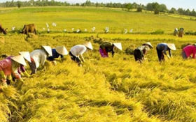 Thúc đẩy phát triển ngành nghề nông thôn